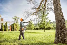 Best Tree Disease Treatment  in Hildale, UT