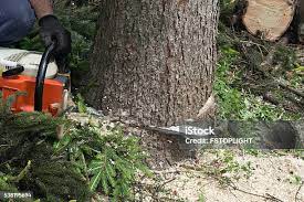 Best Tree Trimming and Pruning  in Hildale, UT