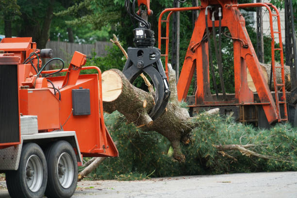 Best Tree Removal  in Hildale, UT