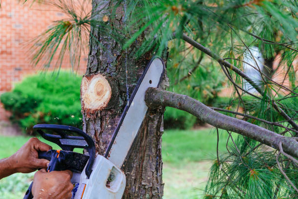 How Our Tree Care Process Works  in  Hildale, UT